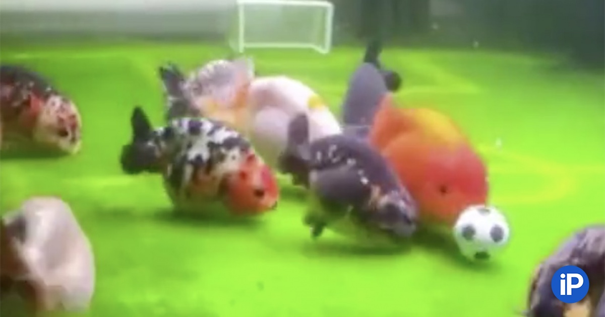 fbimg.php?img=https%3A%2F%2Fwww.iphones.