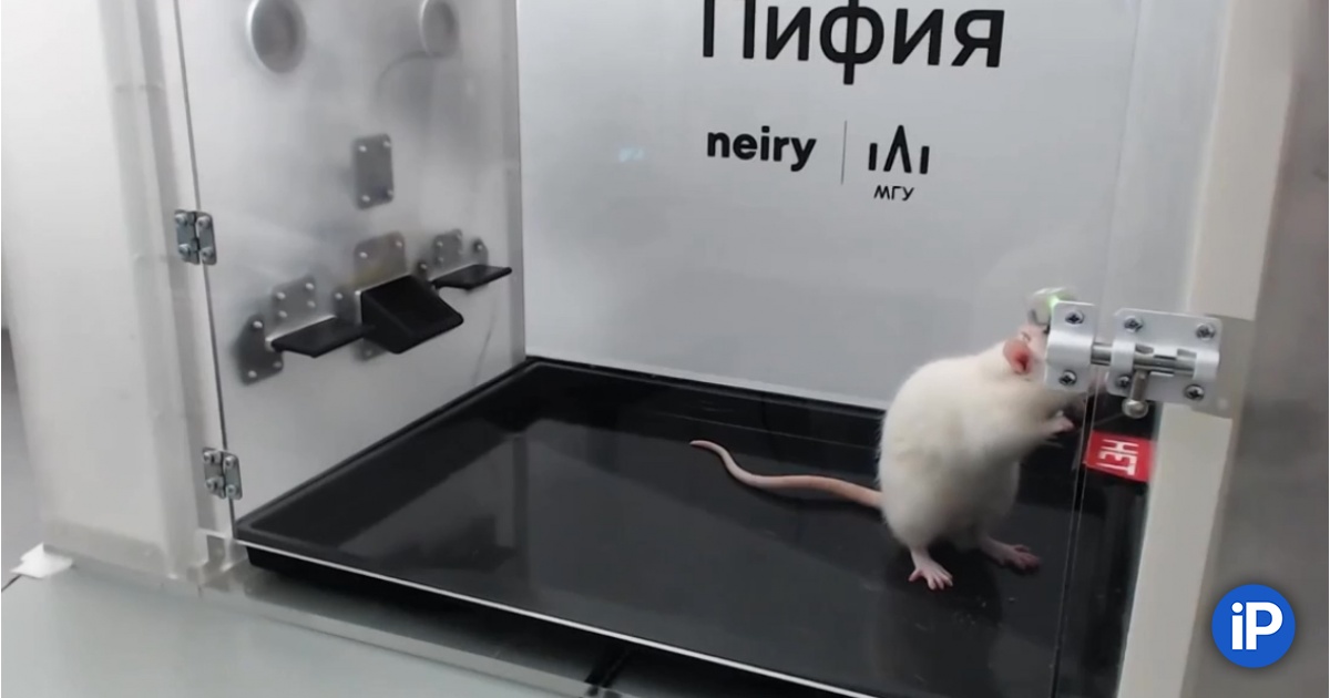 Russia is the first in the world to connect rat brains to AI. Now she answers any questions