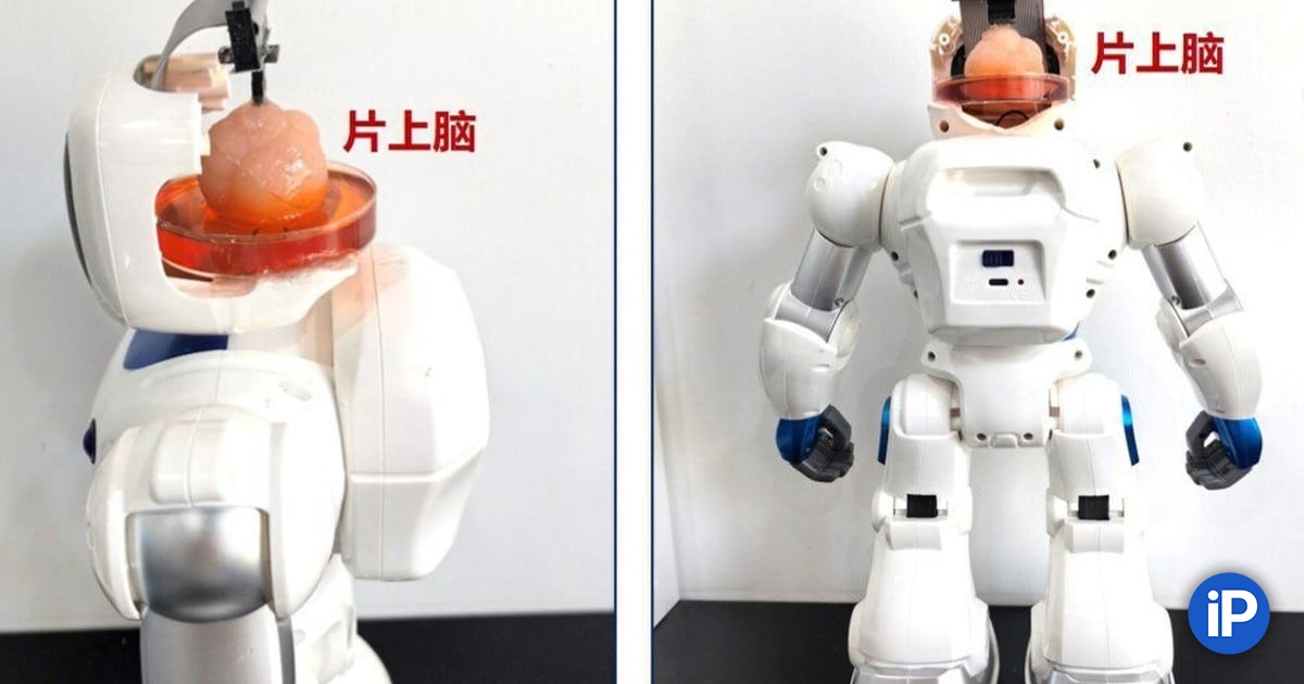 Mokhno Chinese Jolie Robotas