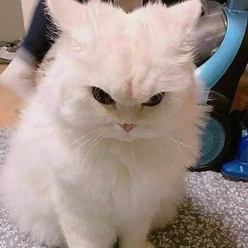 Котик