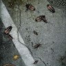  Roach Madness