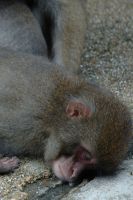sleeping-monkey