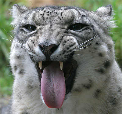 snow leopard mac os x 10.6.1