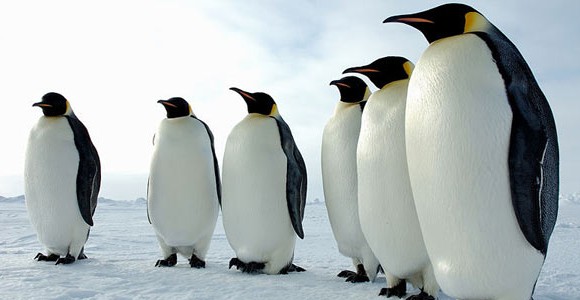 Глупый пингвин – Penguine Airborne
