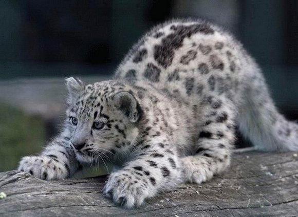 Snow Leopard ускоряется