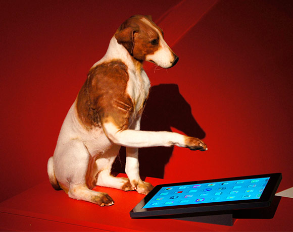Собака и iPad