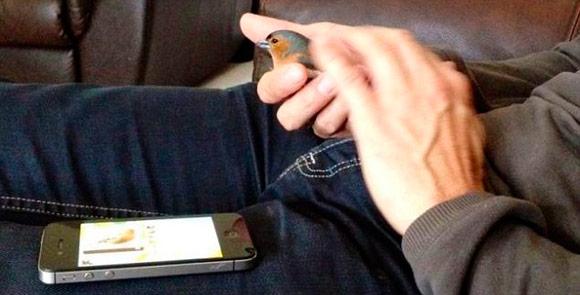 Как iPhone помог спасти жизнь… птице