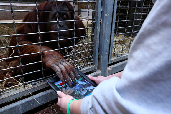 «Приложения для обезьян»: как орангутанов учат пользоваться iPad