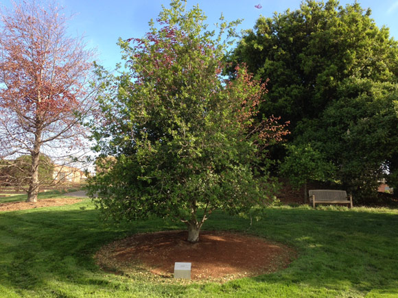 Pixar посадила дерево в честь Стива Джобса