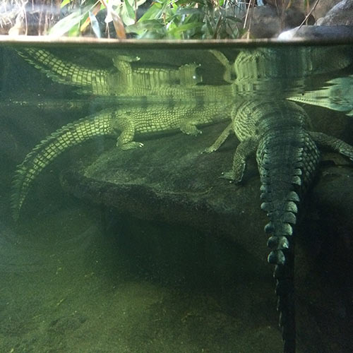 zoo-krokodyl