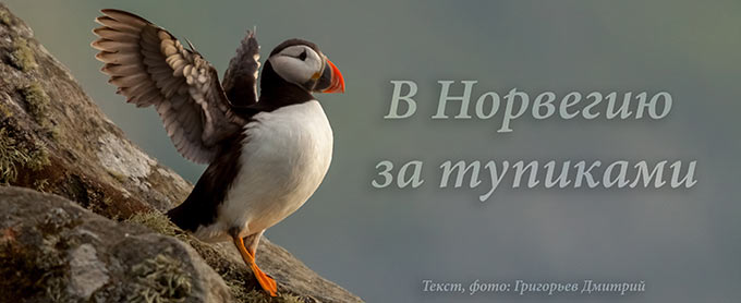 3 место. Дмитрий Григорьев о поездке в Норвегию за ту́пиками