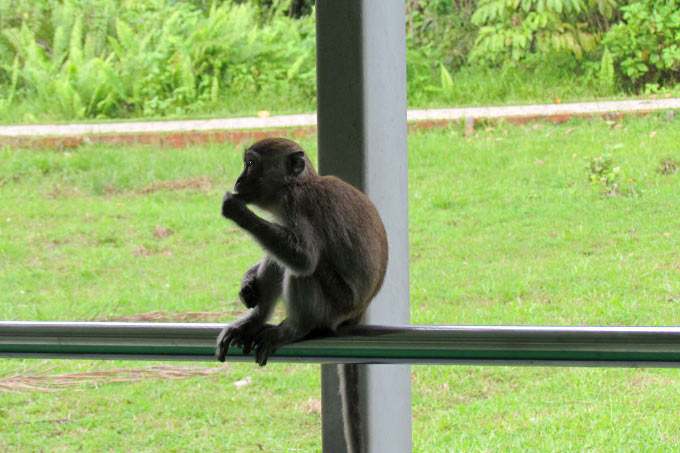 21-macaque