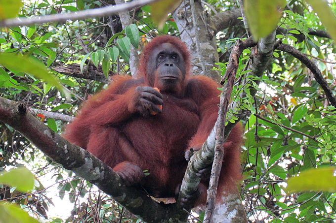 23-orangutan