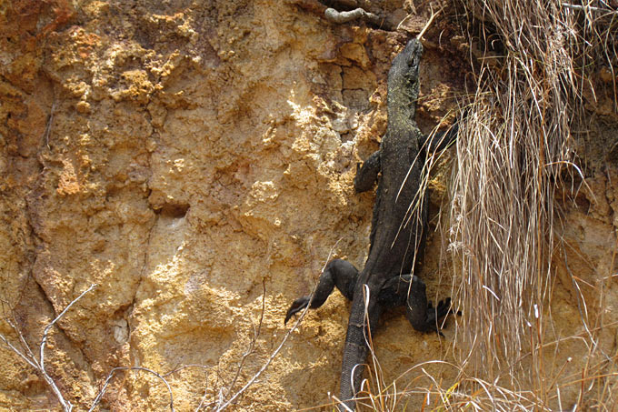 27-comodo-dragon-vertical