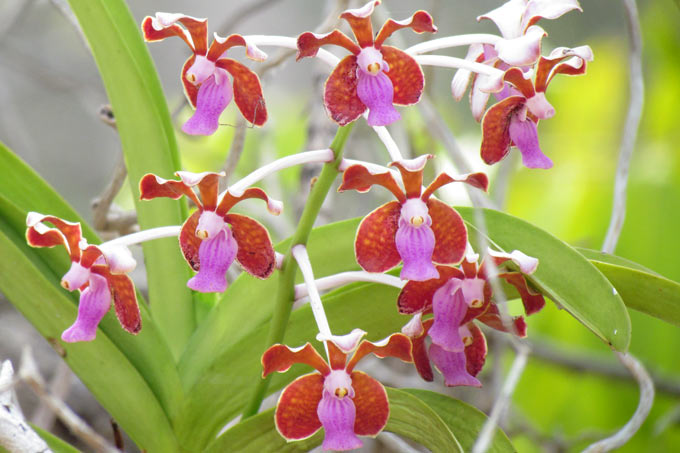 28-orchids