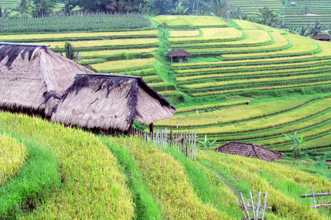 32-rice-plantation-2
