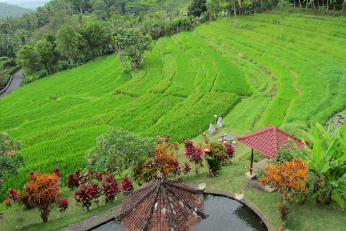 32-rice-plantation