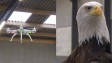 Полиция учит орлов ловить дроны