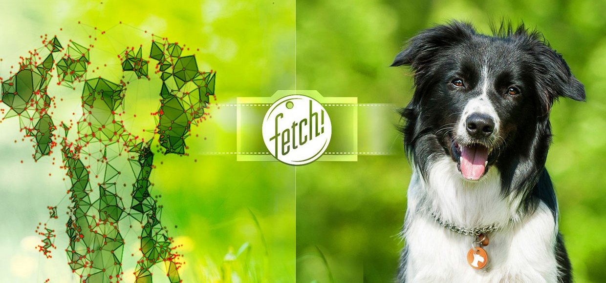 Fetch! от Microsoft определит породу собаки