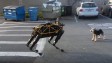 Робот-собака от Google играет с настоящей собакой [видео]