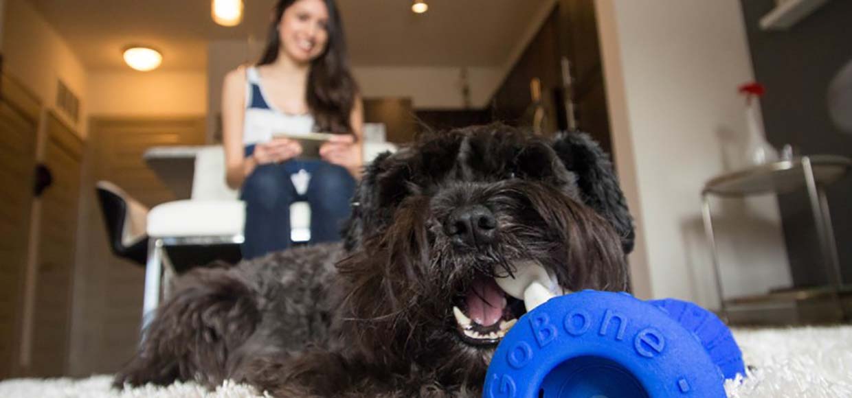 Представлена первая в мире «умная кость» для собак. Ликуйте, хозяева 
