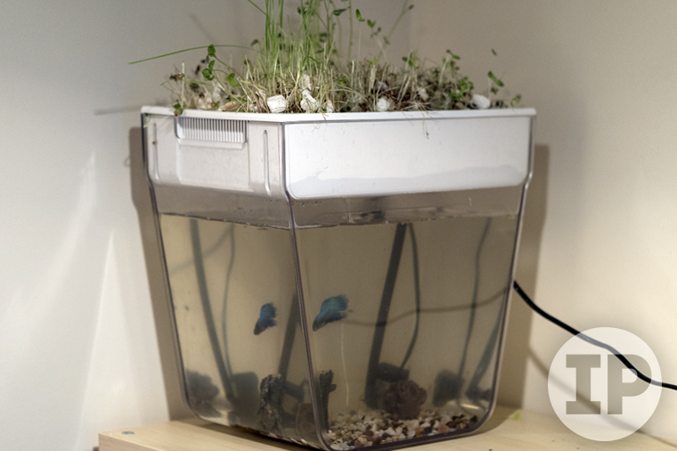 Купить акваферму в интернет-магазине HOME-FISH