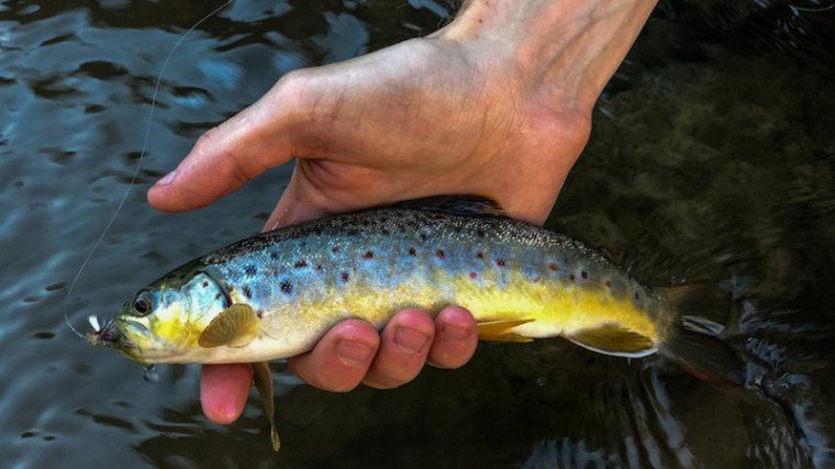 landing_a_trout_iphone_7-800x450