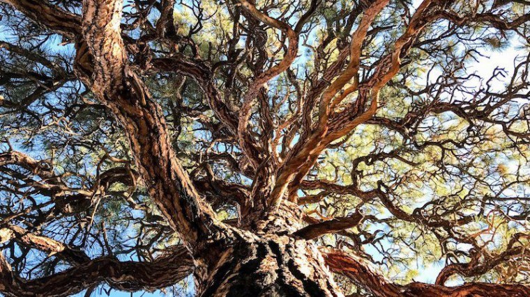 new_mexico_ponderosa_iphone_7-800x450