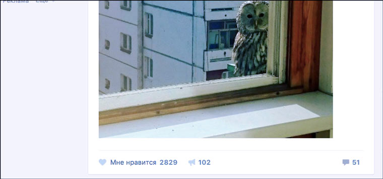 Полезные расширения для google chrome для вк Полезные расширения для google chrome для вк thumbnail