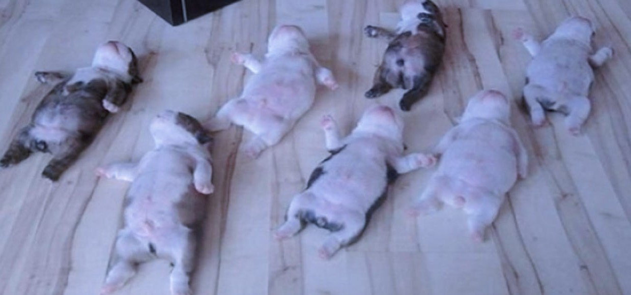 10 скороговорок, которые невозможно повторить 1 января 