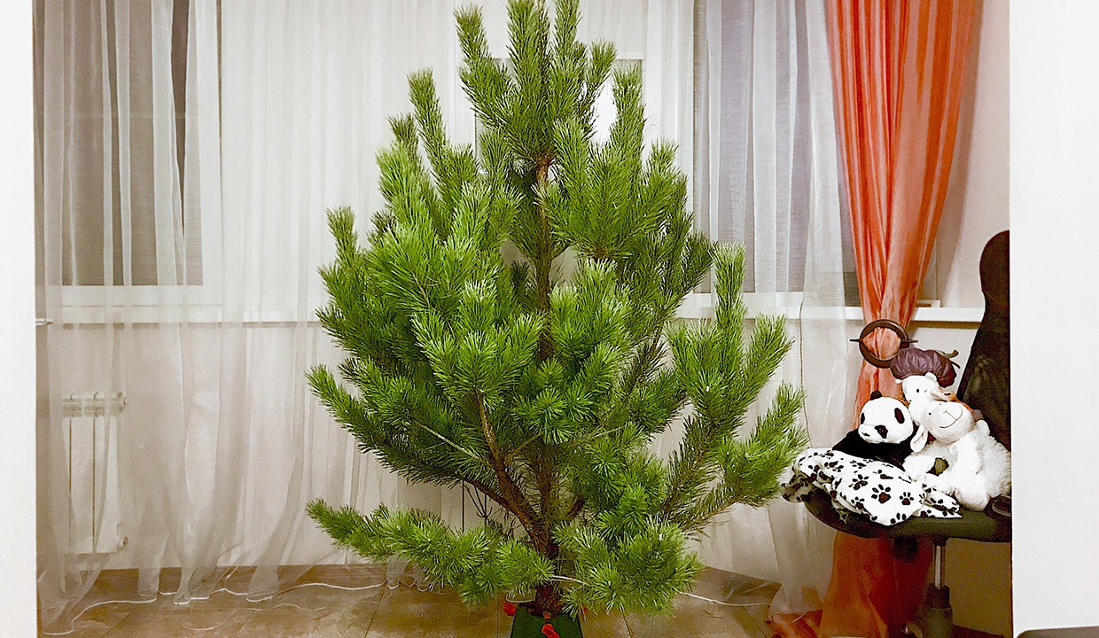 У тебя настоящая или искусственная ёлка?