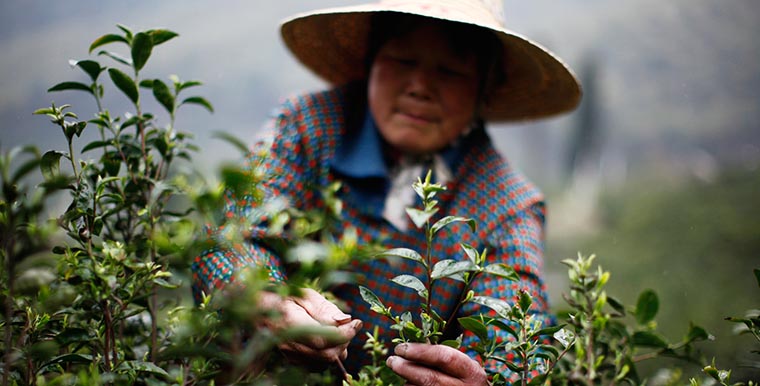 Image: A woman picks tea leaves at a tea plantation in Moganshan