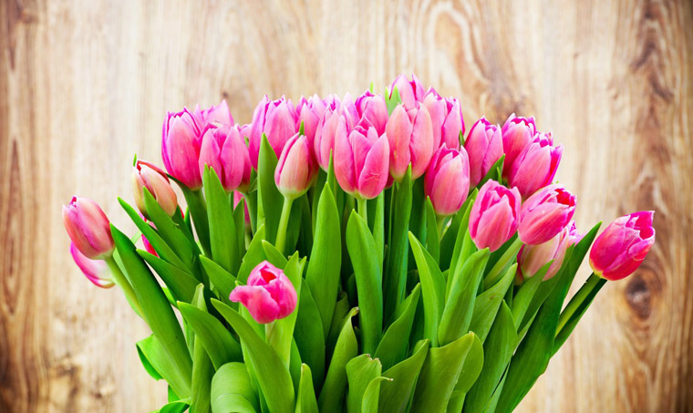 Holidays___International_Womens_Day_Tenderly_pink_tulips_in_a_bouquet_on_March_8_097093_