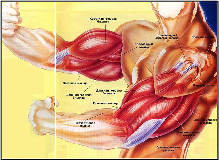 Как выглядят мышцы на руках