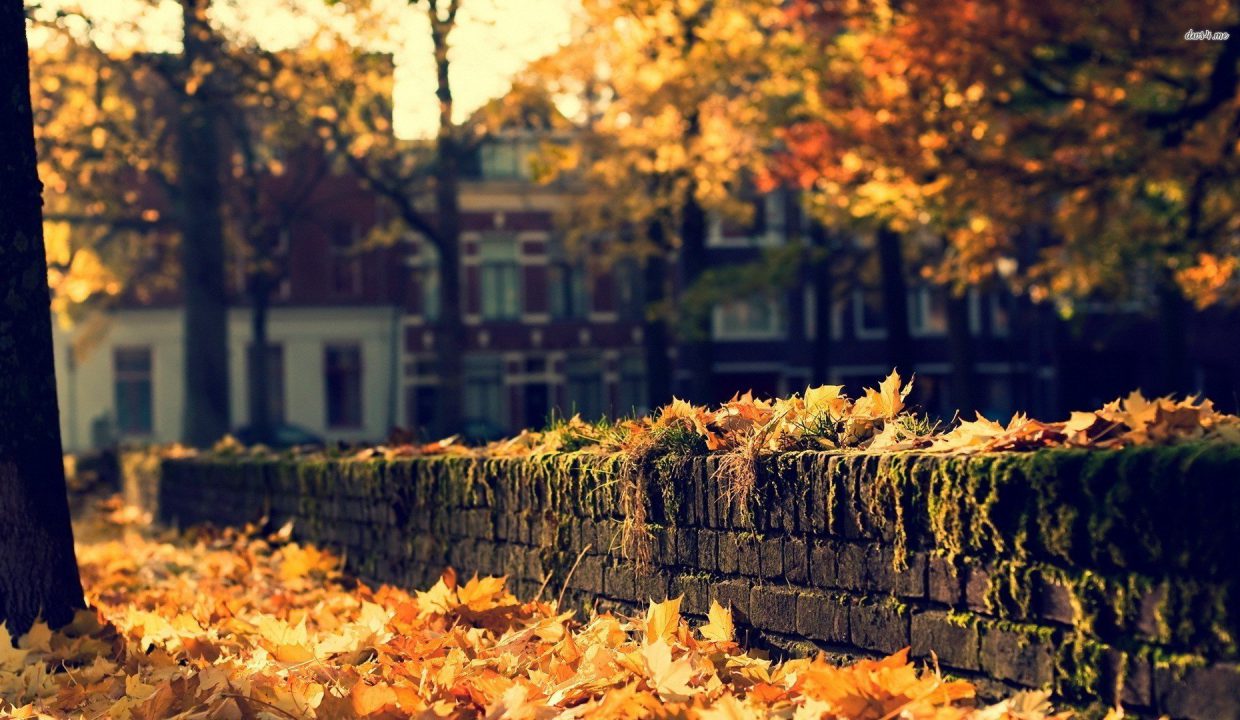 10 лучших осенних обоев для iPhone