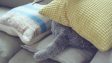 Японцы изобрели подушку Qoobo, которая заменит кота
