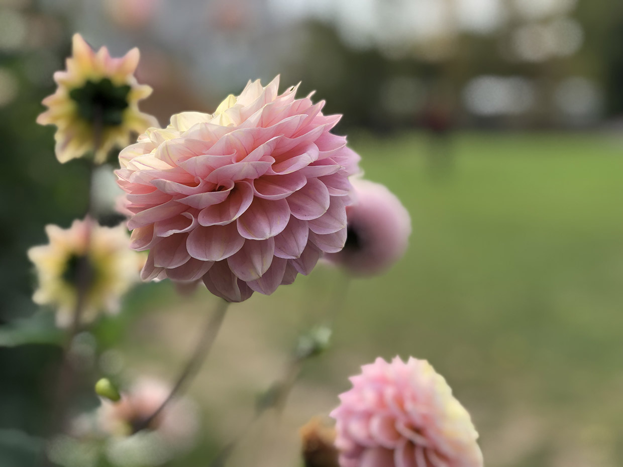 Iphone 8 Фото С Камеры Iphone 8 Фото С Камеры