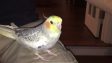 Попугай научился петь рингтон iPhone