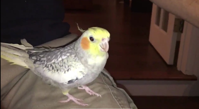 Попугай научился петь рингтон iPhone