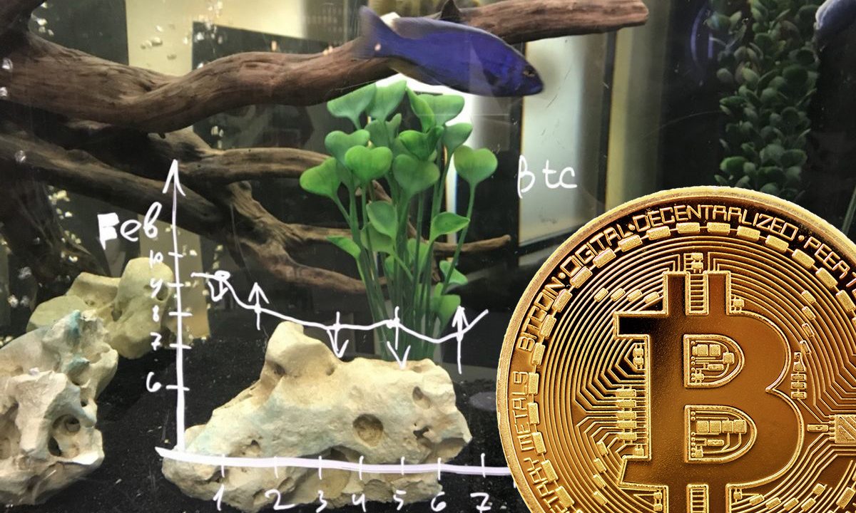 Рыбка, предсказывающая курс биткоина