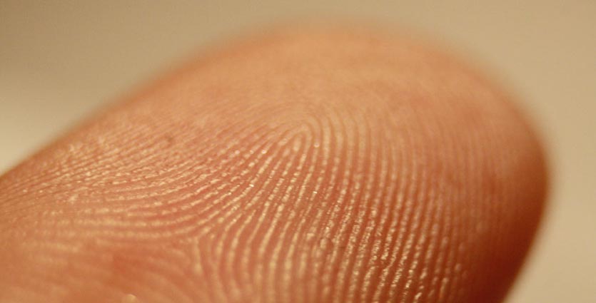 fingerprint detail on male wikipedia