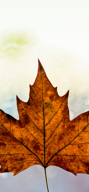 C313771-C-6-F5-E-4-CBB-A286-A38-B71045-F14 