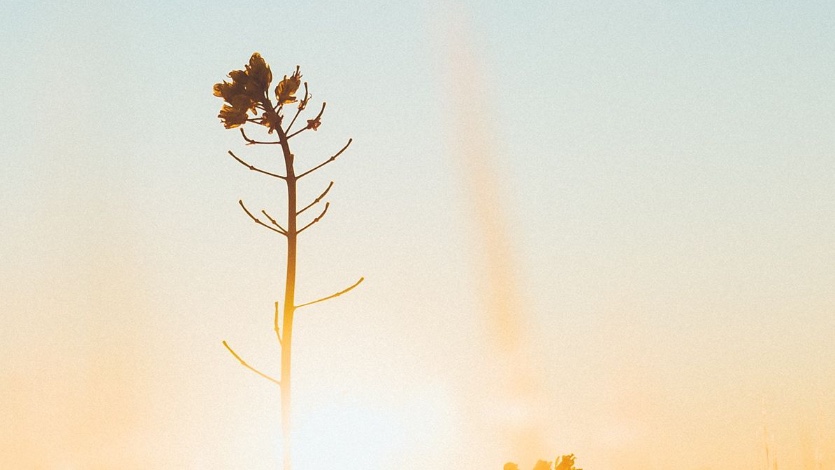 10 красочных обоев iPhone с цветами. Понравятся девушкам