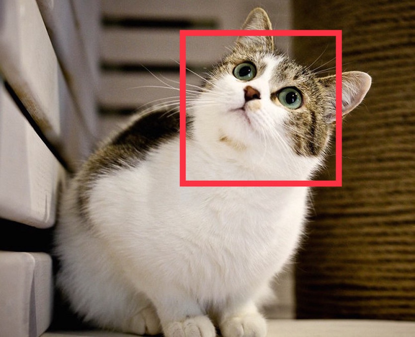 iPhone научится распознавать кошек и собак на фото