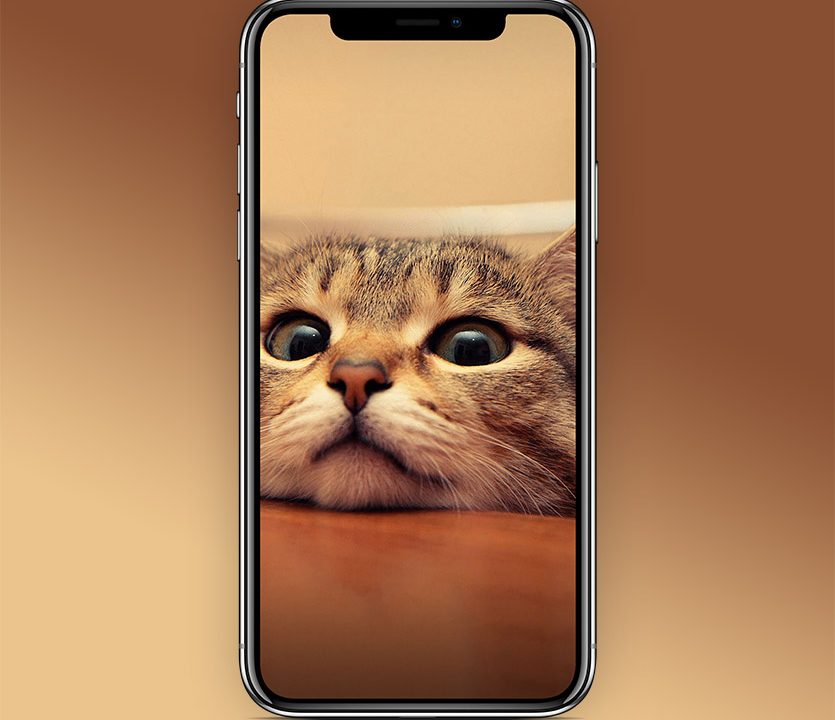 Обои дня: Котик