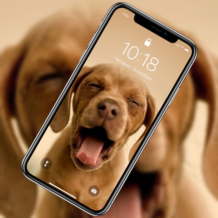 10 милых обоев iPhone. Качаем