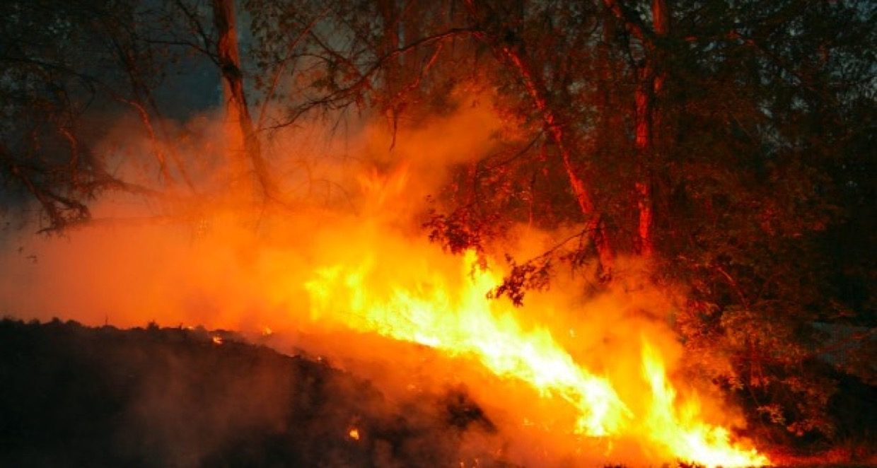 Что происходило с лесными пожарами в России в 2019 году. Голая статистика