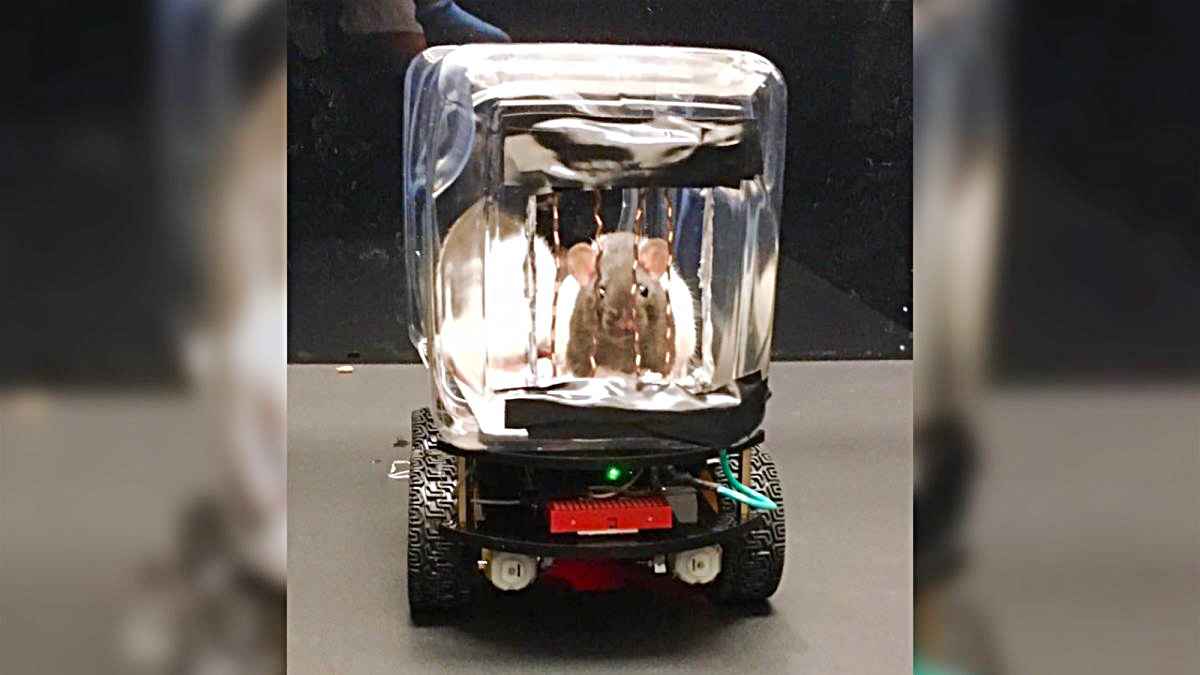 Учёные научили крыс водить автомобили. Как это поможет людям