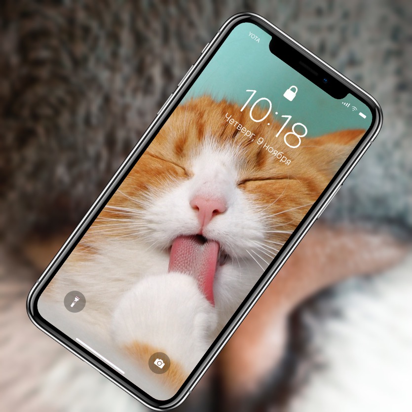 10 милых обоев iPhone с котиками