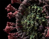 Вот так выглядит коронавирус в 3D. Можно изучить со всех сторон